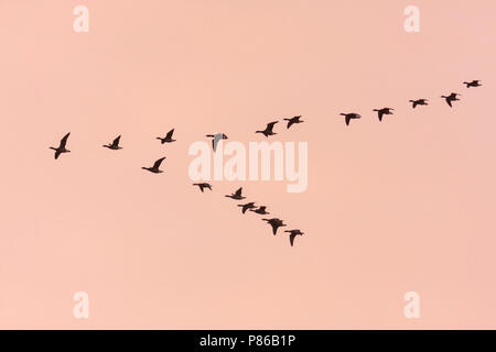 Dark-panciuto Brent Goose - Dunkelbäuchige Ringelgans - Branta bernicla ssp. bernicla, Germania Foto Stock