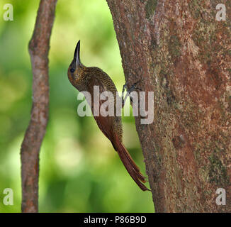 Northern sbarrate Woodcreeper, Dendrocolaptes sanctithomae Foto Stock