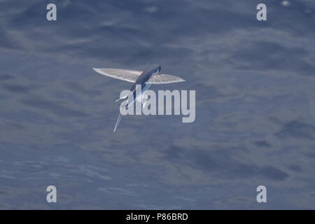 Flying Fish specie tenendo fuori dalla superficie oceanica. Foto Stock