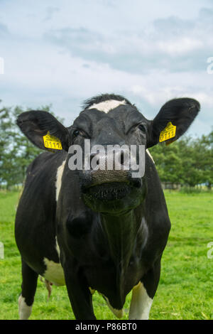 Portret van een Koe; Close-up di una mucca domestica Foto Stock