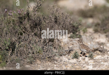 Dupont allodola (Chersophilus duponti duponti) in Spagnolo steppe. Foto Stock