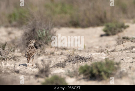 Dupont allodola (Chersophilus duponti duponti) in Spagnolo steppe. Foto Stock