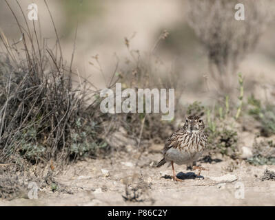 Dupont allodola (Chersophilus duponti duponti) in Spagnolo steppe. Foto Stock