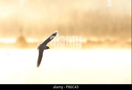 Little Gull, Dwergmeeuw, Larus minutus Foto Stock