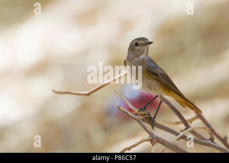 Oosterse Zwarte Roodstaart; Eastern codirosso spazzacamino; Phoenicurus ochruros phoenicuroides Foto Stock