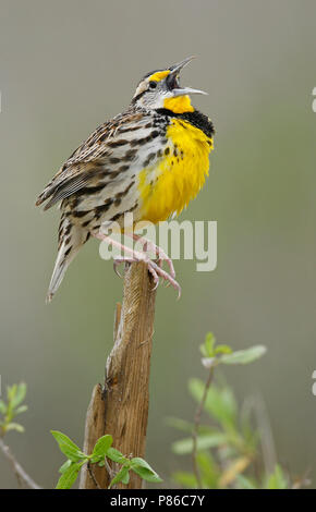 Adulto Brazoria Co., TX Febbraio 2007 Foto Stock