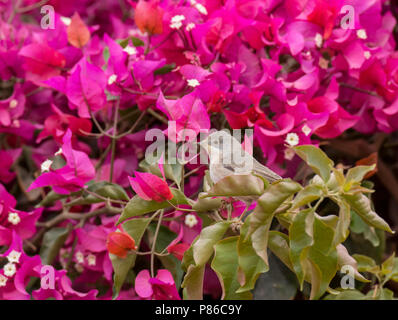 Femmina subalpini orientale trillo (Sylvia cantillans albistriata) durante la migrazione a molla in Egitto Foto Stock