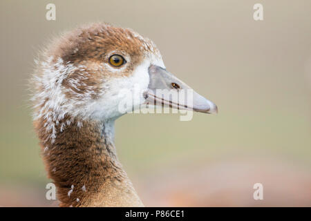 Oca egiziana - Nilgans - Alopochen aegyptiaca, Germania, gosling Foto Stock