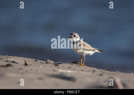 Un pericolo piviere di tubazioni (Charadrius melodus) adulti in allevamento sul piumaggio Toronto Islands' Hanlan Point beach in Toronto, ON, Canada. Foto Stock