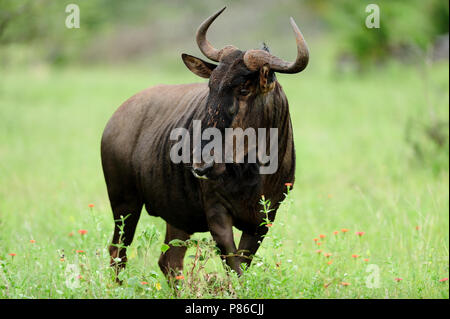 Gnu gnu ritratto Foto Stock