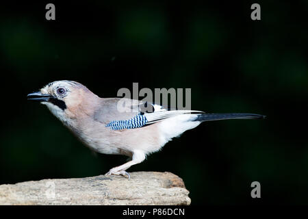 Gaai, Eurasian Jay Garrulus glandarius Foto Stock