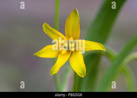 Close-up van bloeiende Bosgeelster, Close up della fioritura giallo Stella di Betlemme Foto Stock