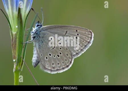 Gentiaanblauwtje / Alcon blu (Phengaris alcon) Foto Stock