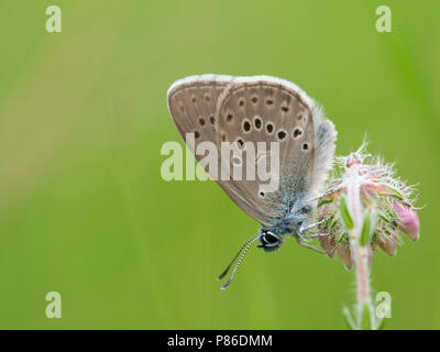 Gentiaanblauwtje / Alcon blu (Phengaris alcon) Foto Stock