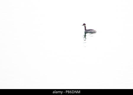 Geoorde Fuut in winterkleed, nero colli winterplumage svasso Foto Stock