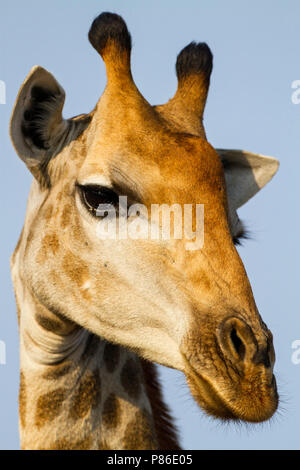 La giraffa ritratto Foto Stock