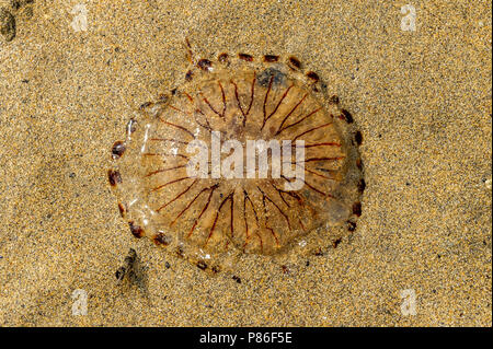 Bantry, Irlanda. 9 Luglio, 2018. Una bussola meduse 'Chrysaora Hysoscella' lavati fino a Bantry beach prima di oggi. Le meduse sono fatte proliferare in acque irlandesi a causa del calore e il loro accoppiamento stagione. L'ondata di caldo è impostata per continuare per la prossima settimana con temperature in bilico intorno alla metà di alta 20° Celsius mark. Credito: Andy Gibson/Alamy Live News. Foto Stock