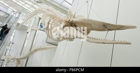 Stralsund, Germania. 09 Luglio, 2018. Una 14-metri di sperma di scheletro di balena appesa in corrispondenza dell'Oceanarium. L'Oceanarium è il top della linea del Meclemburgo Pomerania museo del paesaggio. Sin dalla sua apertura dieci anni fa 6, 2 milioni di persone hanno visitato l'Oceanarium. Ora, la fusione con il Museo Oceanografico è prevista. Credito: Stefan Sauer/dpa/Alamy Live News Foto Stock