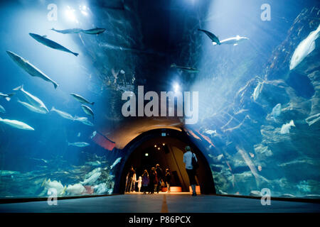 Stralsund, Germania. 09 Luglio, 2018. I visitatori a piedi attraverso un aquatunnel sul tema del Mare del Nord presso l'Oceanarium. L'Oceanarium è il top della linea del Meclemburgo Pomerania museo del paesaggio. Sin dalla sua apertura dieci anni fa 6, 2 milioni di persone hanno visitato l'Oceanarium. Ora, la fusione con il Museo Oceanografico è prevista. Credito: Stefan Sauer/dpa/Alamy Live News Foto Stock