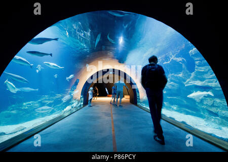 Stralsund, Germania. 09 Luglio, 2018. I visitatori a piedi attraverso un aquatunnel sul tema del Mare del Nord presso l'Oceanarium. L'Oceanarium è il top della linea del Meclemburgo Pomerania museo del paesaggio. Sin dalla sua apertura dieci anni fa 6, 2 milioni di persone hanno visitato l'Oceanarium. Ora, la fusione con il Museo Oceanografico è prevista. Credito: Stefan Sauer/dpa/Alamy Live News Foto Stock