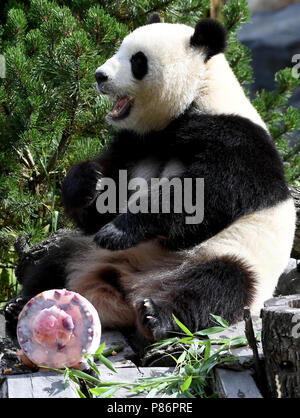 Berlino, Germania. 10 Luglio, 2018. Panda femmina Meng Meng mangia la sua torta di compleanno presso il suo involucro in corrispondenza del Giardino Zoologico. I detentori di animali servito un senza zucchero torta di compleanno con specialità come il bambù, mele, carote e ghiaccio in occasione del suo quinto compleanno. Insieme con il maschio panda Jiao Qing la panda femmina Meng Meng da una riserva a Chengdu vive presso lo zoo di Berlino come un cinese "prestito". Credito: Britta Pedersen/dpa-Zentralbild/dpa/Alamy Live News Foto Stock