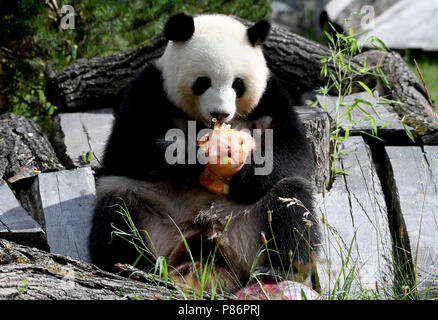 Berlino, Germania. 10 Luglio, 2018. Panda femmina Meng Meng mangia la sua torta di compleanno presso il suo involucro in corrispondenza del Giardino Zoologico. I detentori di animali servito un senza zucchero torta di compleanno con specialità come il bambù, mele, carote e ghiaccio in occasione del suo quinto compleanno. Insieme con il maschio panda Jiao Qing la panda femmina Meng Meng da una riserva a Chengdu vive presso lo zoo di Berlino come un cinese "prestito". Credito: Britta Pedersen/dpa-Zentralbild/dpa/Alamy Live News Foto Stock