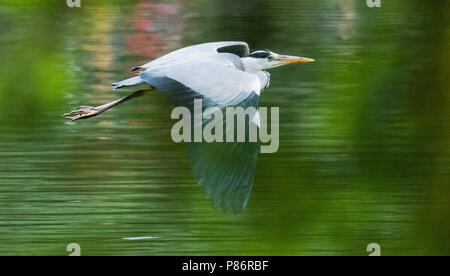 Hannover, Germania. 10 Luglio, 2018. Un Airone cinerino (Ardea cinerea) vola attraverso il Maschteich pond. Credito: Julian Stratenschulte/dpa/Alamy Live News Foto Stock