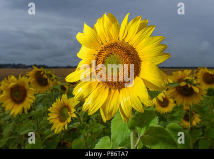 Sieversdorf, Germania. 10 Luglio, 2018. Oscura pioggia nuvole passare al di sopra di un campo con girasoli. Dopo diverse settimane di siccità, non vi è stata infine la pioggia in molte regioni di Berlino e del Brandeburgo. Credito: Patrick Pleul/dpa-Zentralbild/ZB/dpa/Alamy Live News Foto Stock