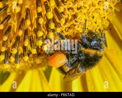 Sieversdorf, Germania. 10 Luglio, 2018. A bumblebee, che è bagnata dalla pioggia, si siede su un girasole. Dopo diverse settimane di siccità, non vi è stata infine la pioggia in molte regioni di Berlino e del Brandeburgo. Credito: Patrick Pleul/dpa-Zentralbild/ZB/dpa/Alamy Live News Foto Stock