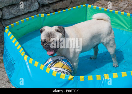 Mousehole, Cornwall, Regno Unito. Il 10 luglio 2018. Regno Unito: Meteo Titan Il pug il raffreddamento con il suo calcio in piscina gonfiabile in Cornovaglia, precedendo l'Inghilterra gioco su mercoledì. Credito: Simon Maycock/Alamy Live News Foto Stock