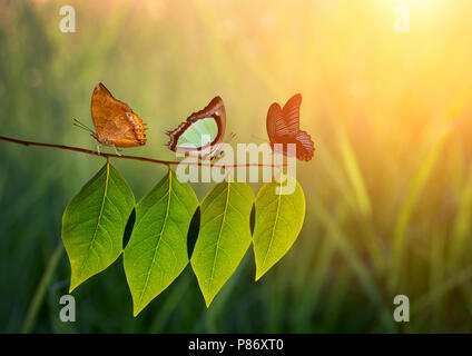 Tre farfalla sulla foglia verde e la luce del sole - la farfalla e la luce del sole per effetto del filtro, arancione farfalla farfalla verde, nero butterfly Foto Stock