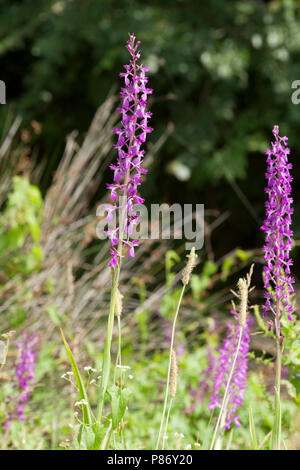 Bloeiende Moerasorchis Griekenland, fioritura Bog orchid Grecia Foto Stock