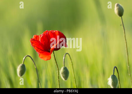 Klaprozen, Poppy's Foto Stock