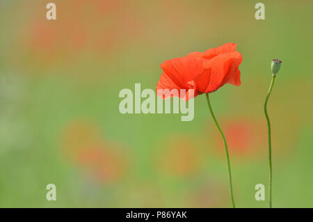 Klaprozen, Poppy's Foto Stock