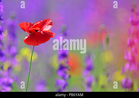 Klaprozen, Poppy's Foto Stock