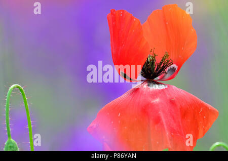 Klaprozen, Poppy's Foto Stock