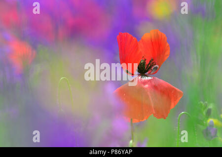 Klaprozen, Poppy's Foto Stock