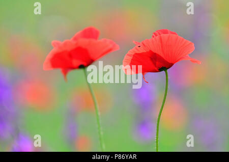 Klaprozen, Poppy's Foto Stock