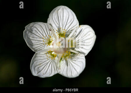 Parnassia closeup van bloem Nederland, Erba di Parnassus close-up di fiori di Paesi Bassi Foto Stock