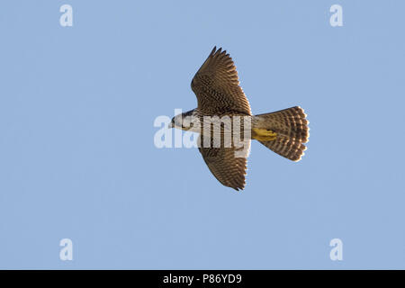 Pellegrino; Peregrine; Falco peregrinus Foto Stock