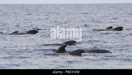 Indische griend bij de Azoren; breve-alettato di balene pilota presso le Azzorre Foto Stock