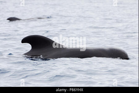 Indische griend bij de Azoren; breve-alettato di balene pilota presso le Azzorre Foto Stock