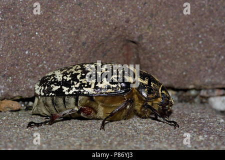 Julikever, pino chafer Foto Stock