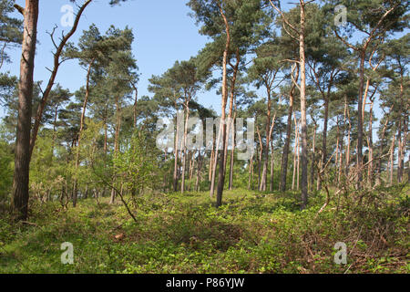 Grove Dennenbos in Schinveld; Pineforest a Schinveld Foto Stock