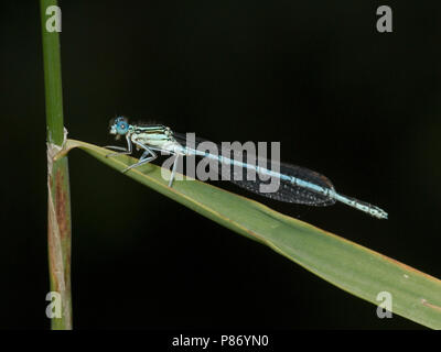 Blauwe breedscheenjuffer mannetje, Blue Featherleg maschio Foto Stock