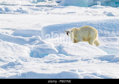 Madre vicino al suo Polar Bear Cub osservata dal ponte inferiore della Polarstern - AWI spedizione in Haussgarden, Mare di Groenlandia. Foto Stock