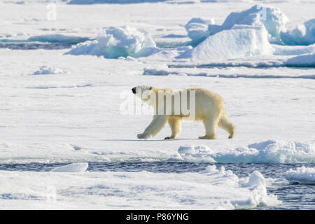 Madre vicino al suo Polar Bear Cub osservata dal ponte inferiore della Polarstern - AWI spedizione in Haussgarden, Mare di Groenlandia. Foto Stock