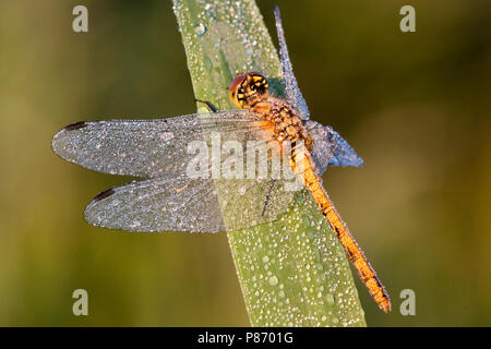 Bloedrode heidelibel incontrato dauwdruppels, Rubicondo Darter di rugiada Foto Stock