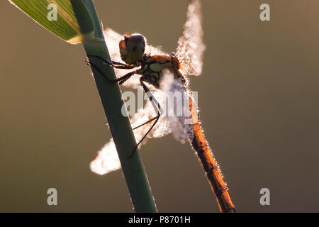 Bloedrode heidelibel incontrato dauwdruppels, Rubicondo Darter di rugiada Foto Stock