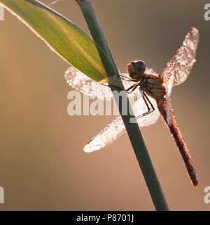 Bloedrode heidelibel incontrato dauwdruppels, Rubicondo Darter di rugiada Foto Stock